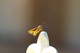 蛾類,葉子,翅膀