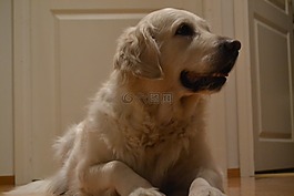 狗,金色的,獵犬