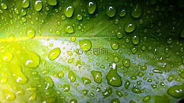 葉,水,綠色