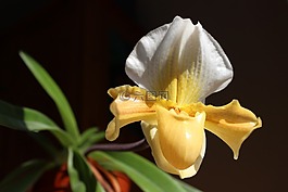 蘭花,frauenschuh,開(kāi)花
