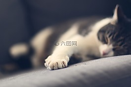 動(dòng)物,貓,小貓