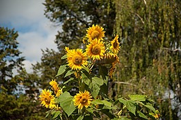 太陽花,開花,花