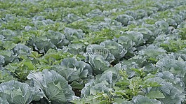 蔬菜,綠色,健康