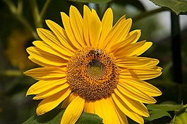 太陽花,開花,花