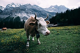 農(nóng)業(yè),動物,牛