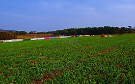 馬克,kulthi,豆類