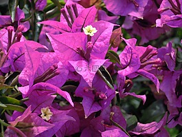 九重葛,紫色,paper flower