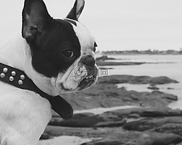 法國斗牛犬,狗,海