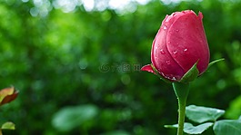 花,芽,玫瑰