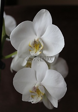 蘭花,花,白