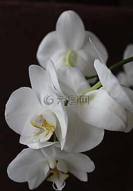 蘭花,花,白