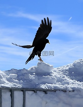 冬天,鳥,鳥類