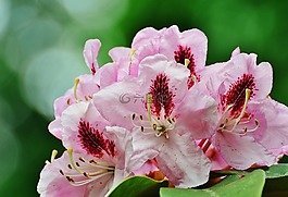 花,樹,盛開