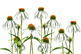 花多,鮮花,野生花卉