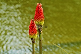 花,開(kāi)花,紅色