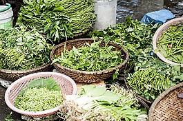 農(nóng)業(yè),特寫(xiě),植物區(qū)系