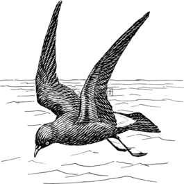 鷗,海鷗,鳥(niǎo)