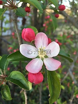 自然,花,植物區(qū)系
