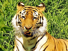 獅子,野生動物,動物園