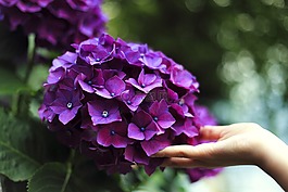 盛開,開花,特寫