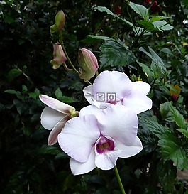 蘭花,花,粉紅色