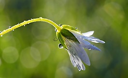 廠,性質(zhì),活