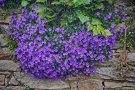 鮮花,campanules,開花