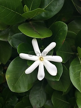 花,毛伊岛,白