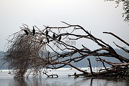 水,鳥,樹
