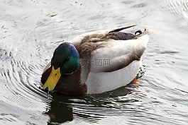 鴨,水,鳥