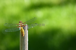 蜻蜓,帆船蜻蜓,plattbauch