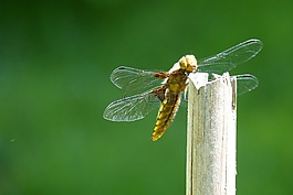 蜻蜓,帆船蜻蜓,plattbauch