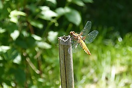 蜻蜓,帆船蜻蜓,plattbauch