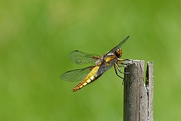 蜻蜓,帆船蜻蜓,plattbauch