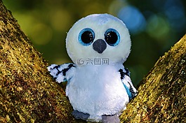 雪鸮,白,鳥