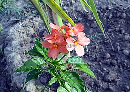 花,crossandra infundibuliformis,爆竹花