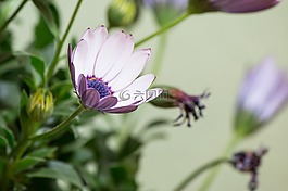osteospermum ecklonis,開普籃,博恩霍爾姆瑪格麗特