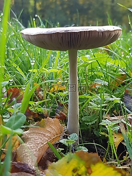 蘑菇,秋季,草地