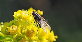 昆蟲,性質(zhì),活