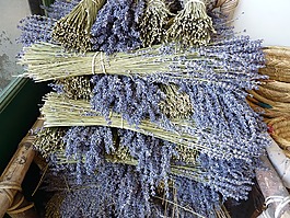 熏衣草,普羅旺斯,性質(zhì)