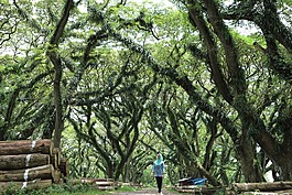 jawatan,自然,樹