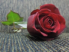 花卉,懷舊,性質(zhì)