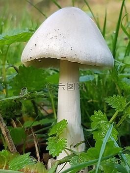 蘑菇,急診室,草地
