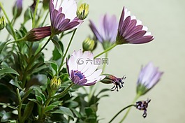 osteospermum ecklonis,開普籃,博恩霍爾姆瑪格麗特