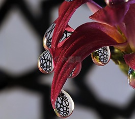 拖放,花卉,宏