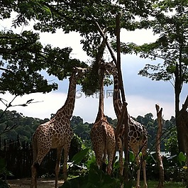 動(dòng)物園,長頸鹿,樹