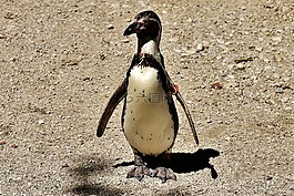 企鵝,動物,動物世界