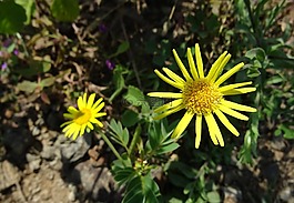 花,黄色,sontikli