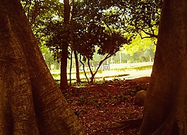性質(zhì),環(huán)境,樹木