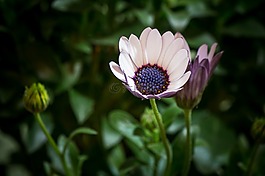 osteospermum ecklonis,博恩霍爾姆瑪格麗特,開普籃
